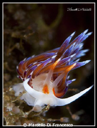 Cratena Peregrina by Marcello Di Francesco 